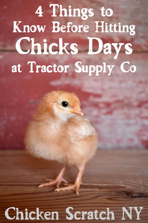 how often does tractor supply get chicks